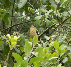 Coccothraustes abeillei