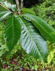Aesculus indica