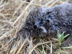 Sorex trowbridgii