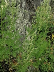Artemisia gmelinii