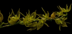 Pleurothallis xanthochlora
