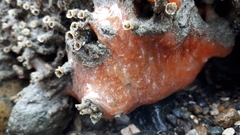 Aplidium solidum