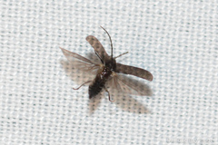 Eropterus trilineatus