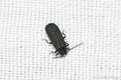 Eropterus trilineatus