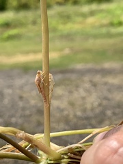 Ischnura pumilio