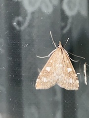 Udea olivalis