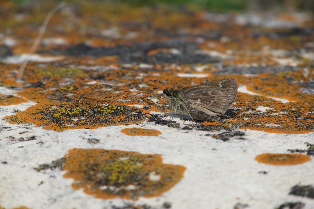 Dakota Skipper