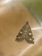 Udea olivalis