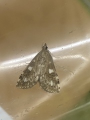 Udea olivalis
