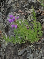 Dracocephalum peregrinum