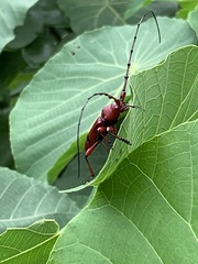 Dicelosternus corallinus