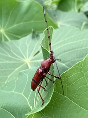 Dicelosternus corallinus