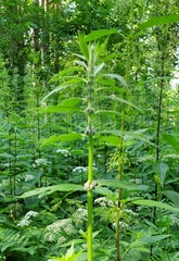 Leonurus quinquelobatus