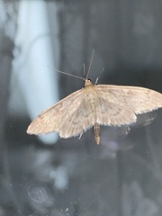 Anania lancealis