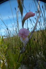Gladiolus martleyi