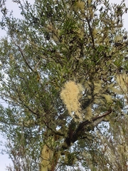 Pittosporum turneri