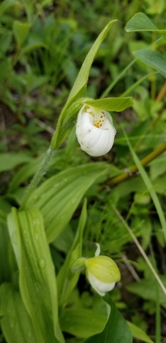 Sparrow's-egg Lady's Slipper