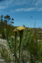 Senecio triqueter