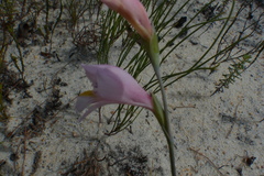 Gladiolus martleyi