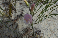 Gladiolus martleyi
