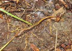 Desmognathus aeneus