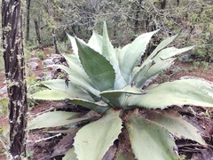 Agave salmiana crassispina