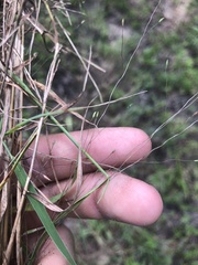 Digitaria cognata