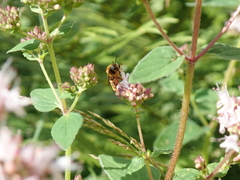 Epeoloides coecutiens