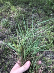 Digitaria cognata