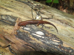 Desmognathus aeneus
