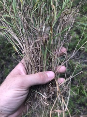 Digitaria cognata