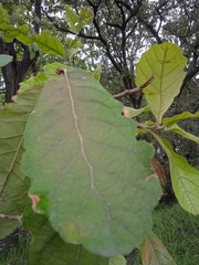 Quercus laeta