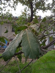 Quercus laeta