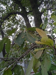 Quercus laeta