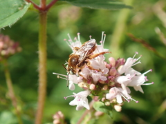 Epeoloides coecutiens