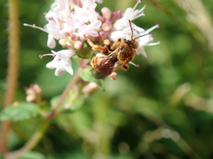 Epeoloides coecutiens