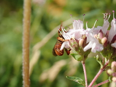 Epeoloides coecutiens