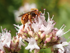 Epeoloides coecutiens