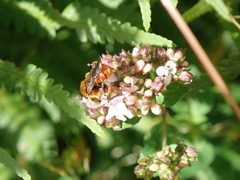 Epeoloides coecutiens