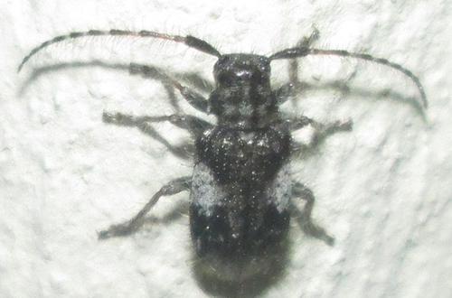 Exocentrus longipilis