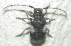 Exocentrus longipilis