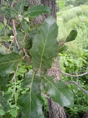 Quercus laeta