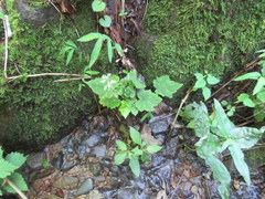 Tiarella nautila