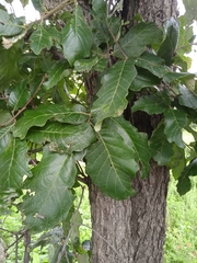 Quercus laeta