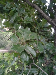Quercus laeta