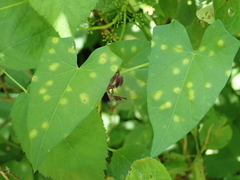 Puccinia convolvuli