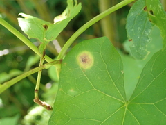 Puccinia convolvuli