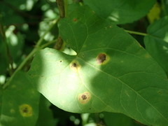 Puccinia convolvuli