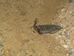 Desmognathus amphileucus