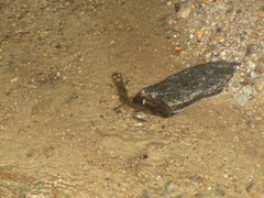 Desmognathus amphileucus